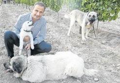 'Dünyaya kaliteli şarap üretebildiğimizi gösterdik'
