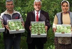 Silifke'de ilk erik hasadı yapıldı