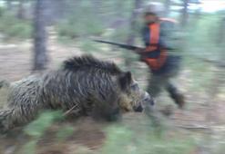Yaban domuzu avcıya böyle saldırdı