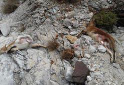 Muğla'da dağ keçisi avlayan avcılar suçüstü yakalandı