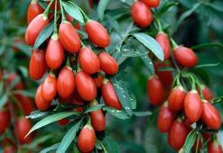 Goji berry (kurt üzümü) nedir? Faydaları nelerdir?