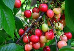 Sezonun ilk kirazı çıktı! Kilosu 250 TL...