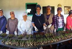 Muğla'dan kuşkonmaz fışkırıyor! Günde 2 hasat veriyor