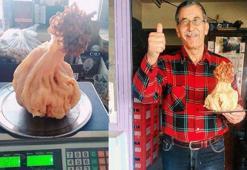 Ormanda yürürken kısmet ayağına geldi! Dev kuzugöbeği mantarı buldu