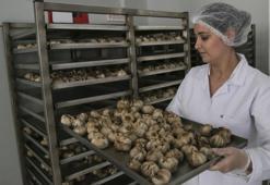 Sarımsağı siyaha dönüştürüp kilogramını 150 liradan satıyor