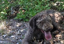 Özel köpek Arthur’un 200 Euro’luk Mantar Avı
