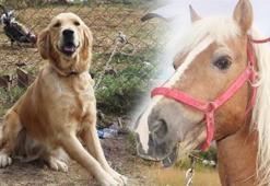 FETÖ soruşturmasında el konulan at ve köpek ihaleyle satıldı