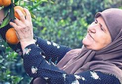 Ayşe nine yetiştirdiğini markette satacak