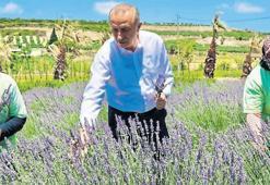 Mis kokan şehirler