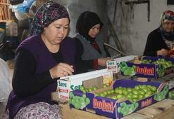 Erik hasadı başladı, kilosu 25 liraya düştü