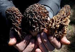 Kazdağları'nın kuzugöbeği mantarı gramla satılıyor