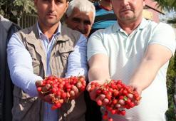 Kuzey Yarım Küre'nin ilk kirazı Manisa'dan çıktı