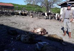 Aç kalan köpekler 7 koyunu telef etti