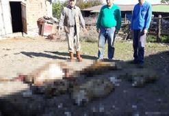 Aç kalan köpekler 7 koyunu telef etti