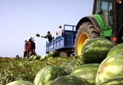 İlk karpuz hasadı Antalya'da başladı