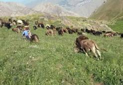 Yasak kalkınca besiciler yaylaların yolunu tuttu