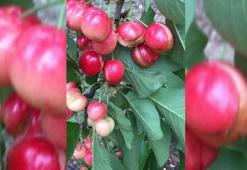 Yağmur kiraz üreticisini vurdu, fiyatlar düştü