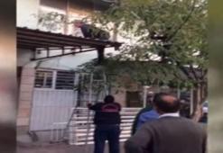 Bir garip kedi kurtarma operasyonu