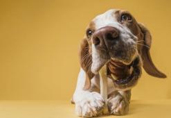 Köpeklerin yaşı nasıl anlaşılır?