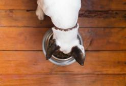 Köpekler neleri yememelidir?