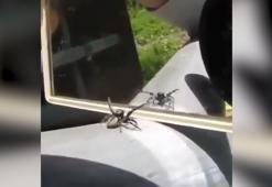 Aynayı görünce dans eden örümcek