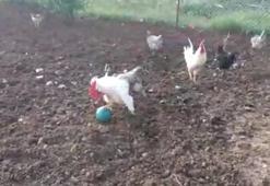 Elazığlı horozların futbol aşkı