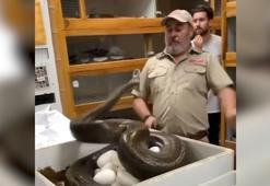 Yılan ısırığından sürekli son anda kurtulan adam