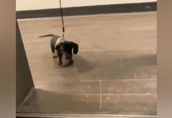 Asansör boşluğunu engel atlar gibi geçen sevimli köpek