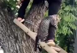 Ağaçtan inemeyen kedi kendisini kurtarmaya gelen insana sarılıyor