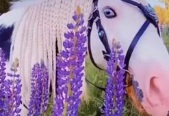 Dünyanın en güzel atları arasında gösterilen; mavi gözlü at