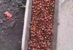 Sebzelerini istila eden böceklere karşı pratik makine tasarlayan çiftçi