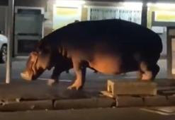 Vahşi hayvanların şehirdeki inanılmaz görüntüleri