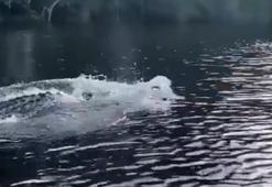 Mississippi Nehri'nde tekneyle yarışan timsah