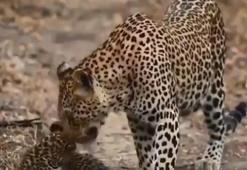 Yavru leoparın anne sevgisi
