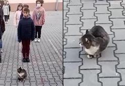 Sevimli kedi İstiklal Marşı okunurken hazır ola geçti