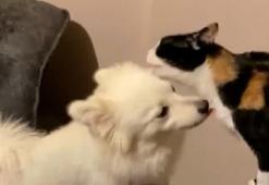 Kedi ve köpeğin aylar sonra dostluk buluşması