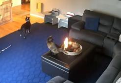 Kedi kuyruğunun yanışını sakinlikle izledi