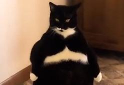 Sevileceğini anlayınca iki ayak üzerinde duran kedi