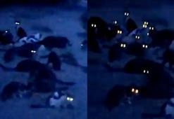 Gece gece yemek yiyen kedilerin adama gözlerinin döndüğü anlar