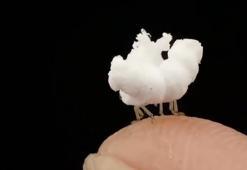 Patlamış mısıra benzeyen "planthopper böceği"