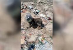 Hayvanları beslemeye gitti, kafası bidona sıkışan köpeği kurtardı