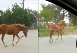 Başıboş at, trafiği altüst etti