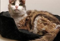 Kayıp kedi 17 yıl sonra sahibine geri döndü