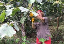 Doğu Karadeniz'de fındık hasadı resmen başladı