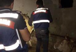 Ordu'da seri katil şüphesi