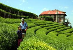 'İmparatorların Çayı'nda hasat başladı! Kilosu 4 bin lira