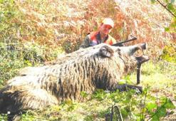 400 kiloluk domuzu vurup sosyal medyadan paylaştı