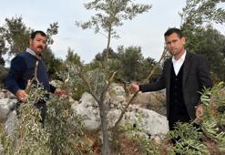 Antalya'da domuzlar zeytin ağaçlarına dadandı