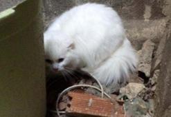 Kayıp kedi apartman boşluğunda bulundu