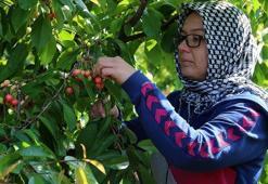 Tanesi 1 liraya satılan erkenci kiraz hediyelik oldu